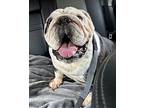 Sarge English Bulldog Male