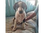 Jinn Coonhound Puppy Male