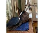 Hope Egyptian Beauty (1-eye) Norwegian Forest Cat Adult Female