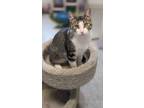 Adopt Seneca a Domestic Short Hair