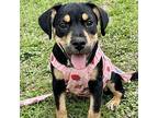 Tashi American Staffordshire Terrier Puppy Female