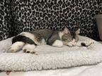 Boomer Domestic Shorthair Young Male