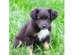 PUPPY CYPRESS Australian Shepherd Puppy Female