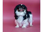 Alice Pekingese Adult Female