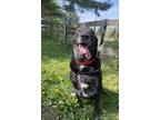 Adopt Gentry a Black Labrador Retriever