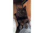 Adopt Wesley a Domestic Long Hair