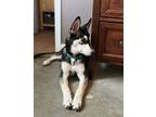 Adopt Enzo a Siberian Husky