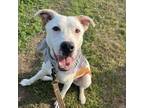 Adopt Carson a Pit Bull Terrier