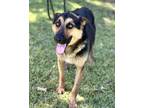 Adopt Chuck a German Shepherd Dog
