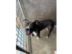 Adopt Bubba a Pit Bull Terrier