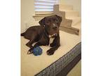 Manny Labrador Retriever Young Male