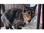Amber Domestic Shorthair Young Female