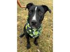 Prescott Labrador Retriever Young Male