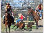 Meet Roman Bay APHA Gelding - Available on [url removed]