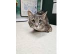 Edward Domestic Mediumhair Kitten Male