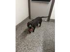 Rylie American Pit Bull Terrier Adult Female