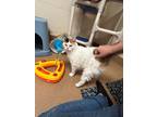 Prissy Domestic Shorthair Senior Female