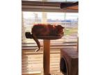 Pie Domestic Shorthair Senior Male