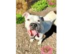 Sasha American Pit Bull Terrier Adult Female