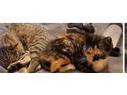 Tianna Domestic Shorthair Kitten Female