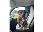 Hobart Boxer Senior Male