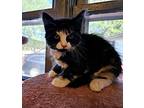 Sparrow Domestic Mediumhair Kitten Female