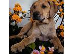 Pumpkin Labrador Retriever Puppy Male
