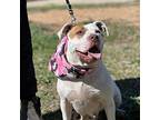 Mira American Staffordshire Terrier Senior Female