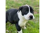 Uri American Pit Bull Terrier Puppy Male