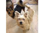 Nicki Westie, West Highland White Terrier Young Female