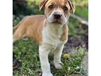 Umeko American Pit Bull Terrier Puppy Female