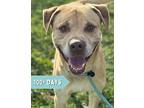 Donner Labrador Retriever Adult Male