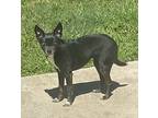 Sweet Pea Chihuahua Adult Female