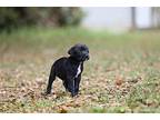 James Mixed Breed (Medium) Puppy Male