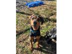 Cletus Rottweiler Puppy Male