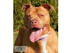 Belle American Pit Bull Terrier Adult Female