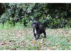 Tonks Mixed Breed (Medium) Puppy Female