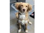 Phoebe Australian Shepherd Puppy Female
