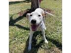 Boo Boxer Young Female