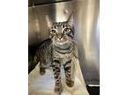 Harrison Domestic Shorthair Kitten Male