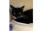 Jamaica American Shorthair Young Female