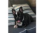 Juno French Bulldog Young Female