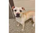 Manila American Pit Bull Terrier Adult Female