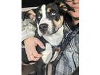 Jewels Beagle Puppy Female