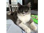 Kiwii Domestic Longhair Kitten Male