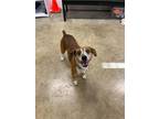 Rango Feist Senior Male