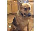 Gina German Shepherd Dog Adult Female