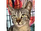 Turtle Domestic Shorthair Kitten Female