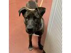Cowser Labrador Retriever Young Male