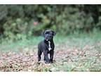 Nox Mixed Breed (Medium) Puppy Female